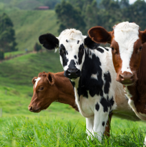 Dairy
