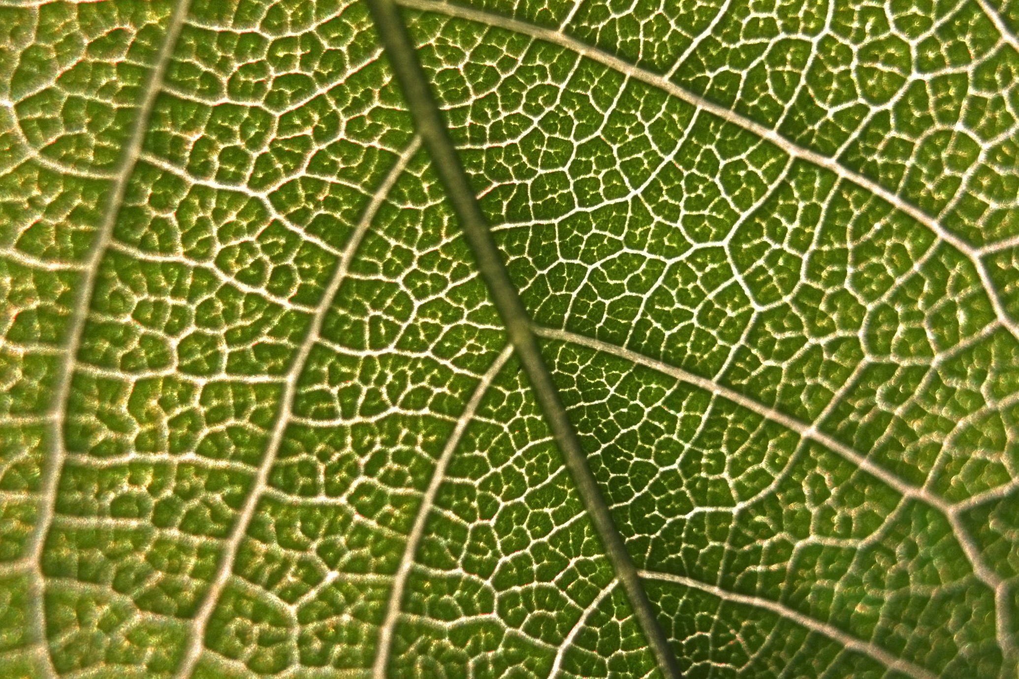 Leaf